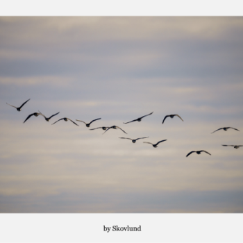 Femten � Ryler i luften, Mand�