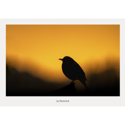 Gyldent aftenlys over landskabet i Vejle, hvor solen forsvinder bag horisonten og efterlader varme toner og stilhed.