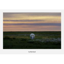 6 kunstkort fra Vadehavet - Vadehavets liv � n�rv�r og bev�gelse