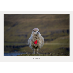 6 kunstpostkort fra F�r�ernes - Stille landskaber