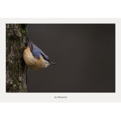 Sp�tmejse klamrende til tr�stamme med n�bbet pegende frem og m�rk, ensartet baggrund.