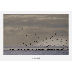 6 kunstkort fra Vadehavet - Lys og landskab