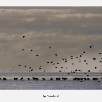 Fugle p� vaden, H�jer