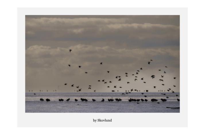 Fugle p� vaden, H�jer