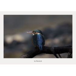 Isfugl siddende p� en gren over b�kkens m�rke vand, fanget i d�mpet lys med fokus p� ro, n�rv�r og dybde.