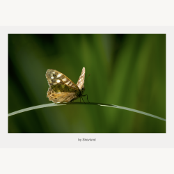 Sommerfugl hvilende p� et buet gr�sstr� med udbredte vinger i gr�nt, sl�ret baggrundslys.