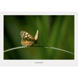 Sommerfugl hvilende p� et buet gr�sstr� med udbredte vinger i gr�nt, sl�ret baggrundslys.