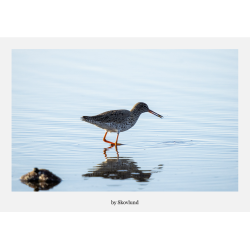 6 kunstkort fra Vadehavet - Vadehavets liv � n�rv�r og bev�gelse