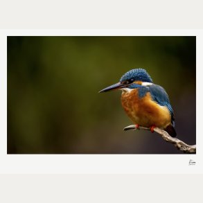 Den bl� juvel � Isfugl � Fine Art fotoplakat uden titel