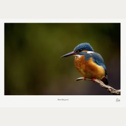 Den bl� juvel � Isfugl � Fine Art fotoplakat med titel