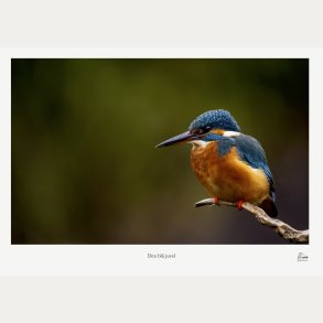 Den bl� juvel � Isfugl � Fine Art fotoplakat med titel