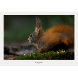 Egern i lav position p� skovbund med opm�rksomt blik og sl�ret gr�n baggrund.