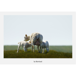 6 kunstkort fra Vadehavet - Vadehavets liv � n�rv�r og bev�gelse