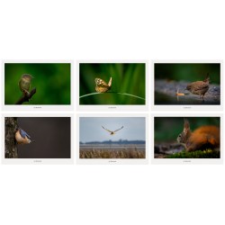 Postkortpakke med seks kunstpostkort om dansk dyreliv, der viser fugle og dyr i rolige �jeblikke mellem stilhed og bev�gelse.