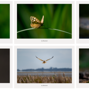 Postkortpakke med seks kunstpostkort om dansk dyreliv, der viser fugle og dyr i rolige �jeblikke mellem stilhed og bev�gelse.