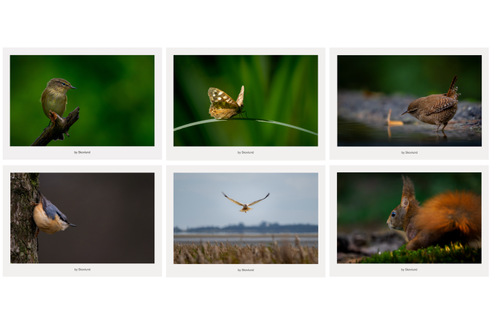 Postkortpakke med seks kunstpostkort om dansk dyreliv, der viser fugle og dyr i rolige �jeblikke mellem stilhed og bev�gelse.