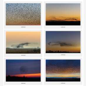 Postkortpakke fra Vadehavet med 6 A5 kunstpostkort i nordisk naturfotografi Vadehavet &ndash; natur og dyreliv samlet i gave�ske med 6 A5 kunstpostkort Nordisk naturfotografi fra Vadehavet &ndash; kunstpostkort med landskab og fugle