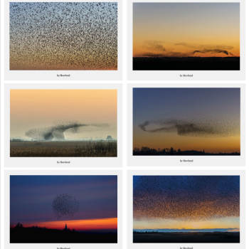 Postkortpakke fra Vadehavet med 6 A5 kunstpostkort i nordisk naturfotografi Vadehavet &ndash; natur og dyreliv samlet i gave�ske med 6 A5 kunstpostkort Nordisk naturfotografi fra Vadehavet &ndash; kunstpostkort med landskab og fugle