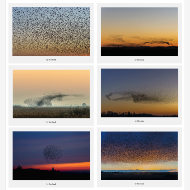 Postkortpakke fra Vadehavet med 6 A5 kunstpostkort i nordisk naturfotografi Vadehavet &ndash; natur og dyreliv samlet i gave�ske med 6 A5 kunstpostkort Nordisk naturfotografi fra Vadehavet &ndash; kunstpostkort med landskab og fugle