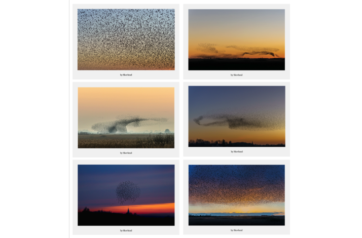 Postkortpakke fra Vadehavet med 6 A5 kunstpostkort i nordisk naturfotografi Vadehavet &ndash; natur og dyreliv samlet i gave�ske med 6 A5 kunstpostkort Nordisk naturfotografi fra Vadehavet &ndash; kunstpostkort med landskab og fugle