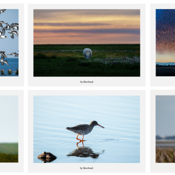 Postkortpakke fra Vadehavet med 6 A5 kunstpostkort i nordisk naturfotografi Vadehavet &ndash; natur og dyreliv samlet i gave�ske med 6 A5 kunstpostkort Nordisk naturfotografi fra Vadehavet &ndash; kunstpostkort med landskab og fugle