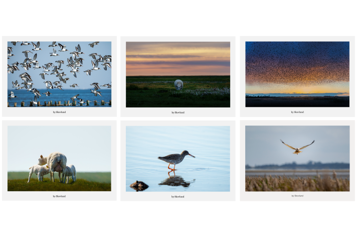 Postkortpakke fra Vadehavet med 6 A5 kunstpostkort i nordisk naturfotografi Vadehavet &ndash; natur og dyreliv samlet i gave�ske med 6 A5 kunstpostkort Nordisk naturfotografi fra Vadehavet &ndash; kunstpostkort med landskab og fugle