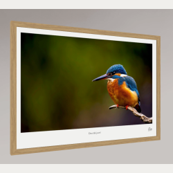 Den bl� juvel � Isfugl � Fine Art fotoplakat med titel
