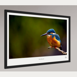 Den bl� juvel � Isfugl � Fine Art fotoplakat med titel