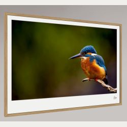 Den bl� juvel � Isfugl � Fine Art fotoplakat uden titel