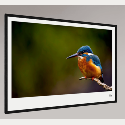 Den bl� juvel � Isfugl � Fine Art fotoplakat uden titel
