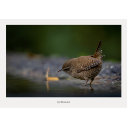 G�rdesmutter st�ende i et lavt vandhul med spejling i vandoverfladen og afd�mpet skovlys.