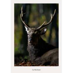 Hjort i skovens skygger med roligt blik og kraftigt gevir, fanget i d�mpet lys i Vejles natur.