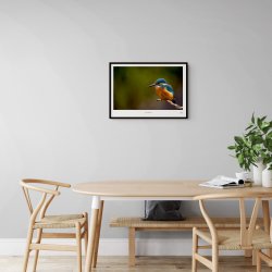 Den bl� juvel � Isfugl � Fine Art fotoplakat uden titel