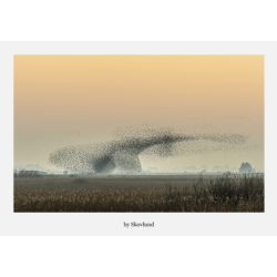 6 kunstkort fra Vadehavet - Sort sol � former og bev�gelse