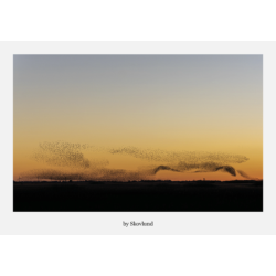 6 kunstkort fra Vadehavet - Sort sol � former og bev�gelse