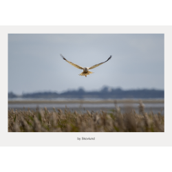 6 kunstkort fra Vadehavet - Vadehavets liv � n�rv�r og bev�gelse