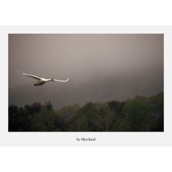 Fugl i flugt, der bryder gennem t�gen over landskabet ved Vejle i et afd�mpet, nordisk udtryk.