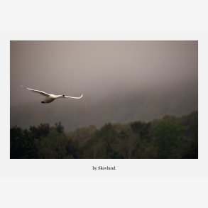 Hvid svane flyver lavt gennem t�t t�ge over Kongens K�r i Vejle med d�mpet landskab og bl�de nordiske farver.