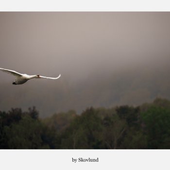 Hvid svane flyver lavt gennem t�t t�ge over Kongens K�r i Vejle med d�mpet landskab og bl�de nordiske farver.