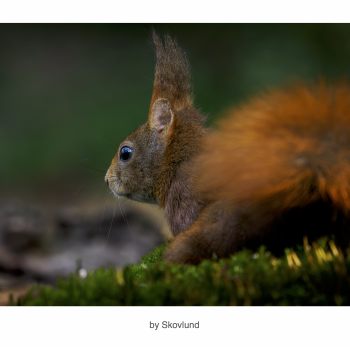 Klar, parat � start