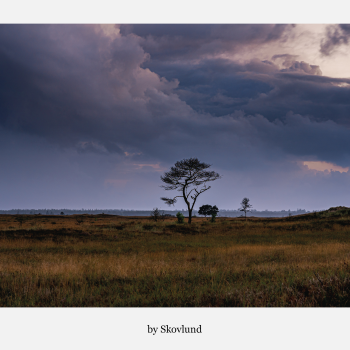 Ensom p� heden i uvejr p� Randb�l Hede