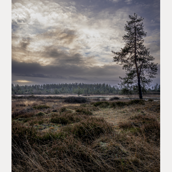 Mellem lys og lyng, Syv�rss�erne