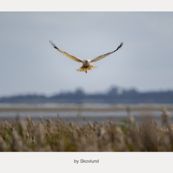 Vadehavets tavse j�ger 