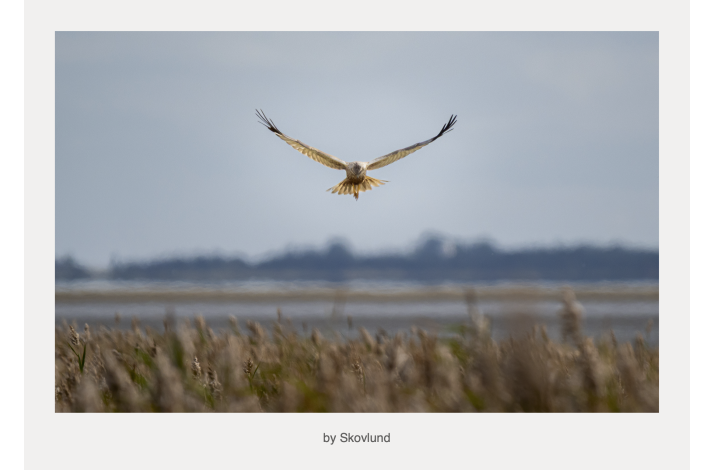 Vadehavets tavse j�ger 