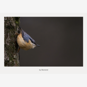  Et �ndedrag i barken