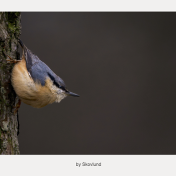  Et �ndedrag i barken