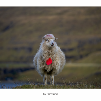 Bygdens bl�de ambassad�r