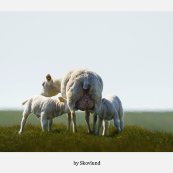 Mobil m�lkebar, Mand�