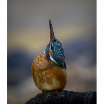 Opad er altid en mulighed