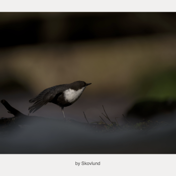 N�r naturen str�kker ud 